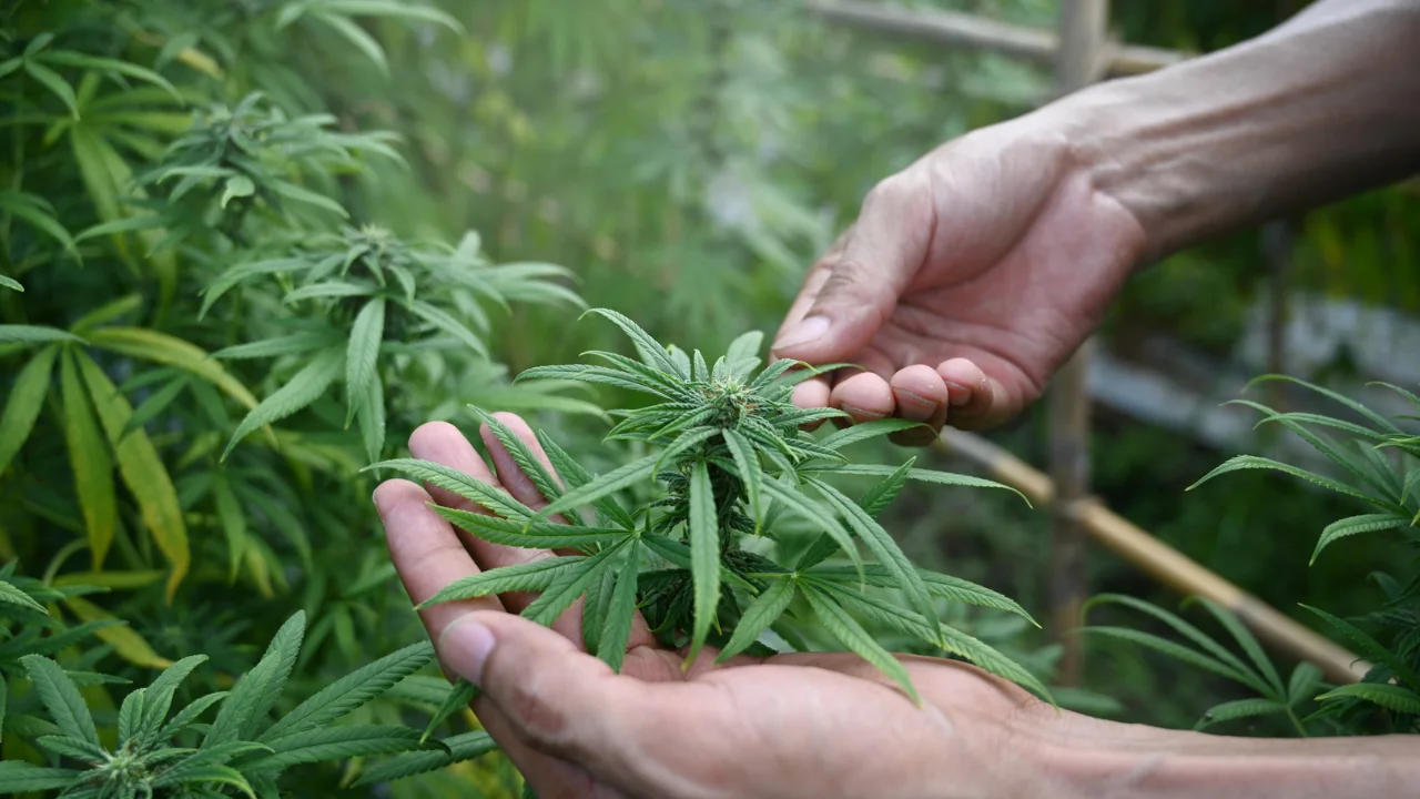 Is Cannabis Harmless? Thumbnail